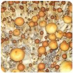 Псилоцибиновые (галлюциногенные) грибы в Новотроицке Psilocybin "Golden Teacher" Псилоцибиновые (галлюциногенные) грибы в Новотроицке Psilocybin "Golden Teacher"