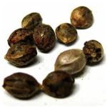 Семена марихуаны АК-47  (Seeds AK-47) в Новотроицке